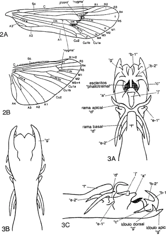 Fig. 2-3.  2 :  Alas de  L  complexum.  - A., ala anterior; B., ala posterior. 