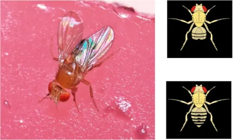 Figura 03. Avaliação de morfologia de asas e olhos de Drosophila melanogaster sobre o efeito de  exposição do herbicida Roundup