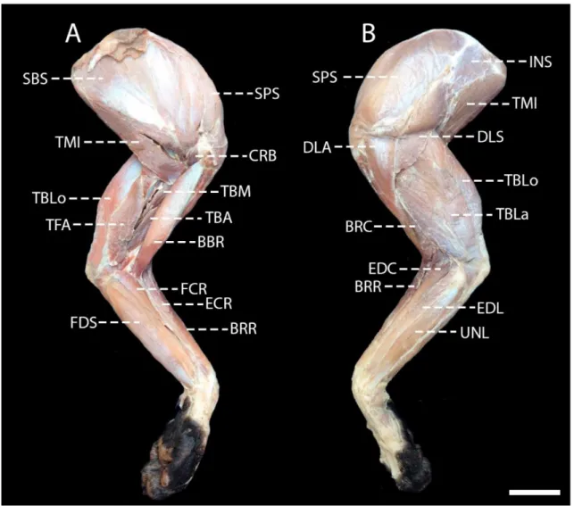 Figura  1:  Fotomacrografia  dos  músculos  superficiais  do  membro  torácico  do  Puma  yagouaroundi: A: Vista medial