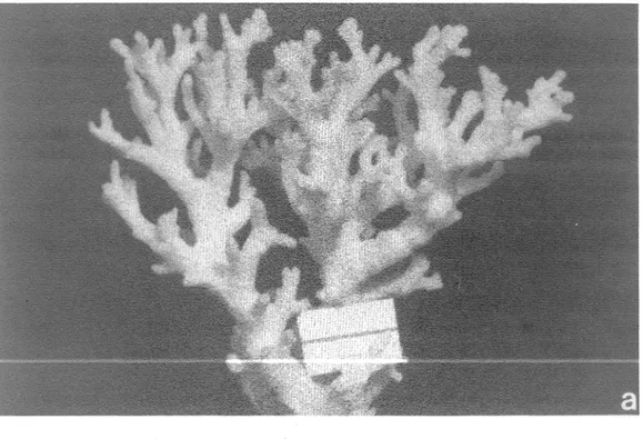 Fig. 3. a) Pocil/opora danzicornis (UCR 703),  Sándalo,  Golfo Dulce,  5  m,  8.1.1993, escala  =  2 cm;  b) detalle, escala  =  1.2 cm