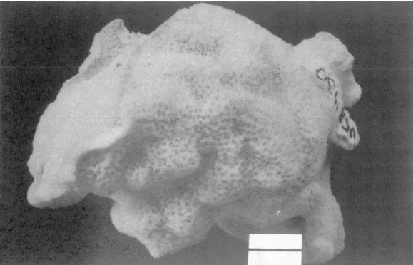 Fig. 8. Porites panamensis (VCR 430), Isla del Caño, 4 m, 1. 1980, escala  =  2 cm. 