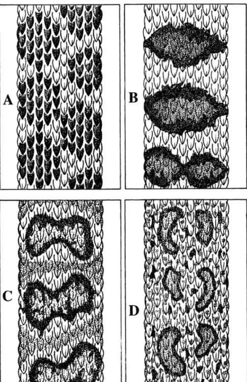 Fig.  3. Dorsal scale pattem in B. supraciliaris (A-C) and of B. schlegelii  (D). 