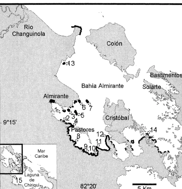 Fig.  l .  Diagrama de Bocas del Toro  indicando las dos regiones principales de estudio, Bahía Almirante y Laguna de Chiriquí  (recuadro inferior izquierdo) y detalle de la distribución de arrecifes dentro de la Bahía Almirante (linea negra)