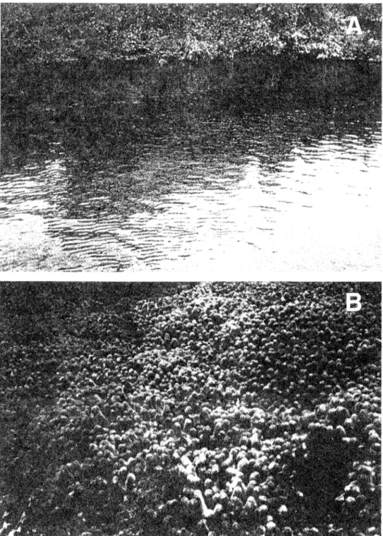 Fig. 4 .  Vista superficial d e  l a  barrera del coral Porites furcata, principal formador d e  los arrecifes d e  aguas someras (A); y vista  submarina de  la misma especie a  una profundidad  de 0.7  m  (B)