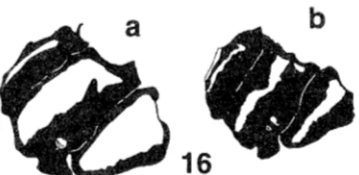 Fig. 16. Coloration pattero of maJe; A) Lateral view of male  pterothorax in O.  maglla