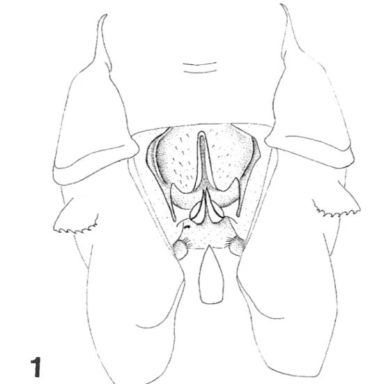 Fig.  1.  Details of morphology of male of  Oplonaeschna magna.  Ventral view of abdominal segment  1-2  (paratype 38)