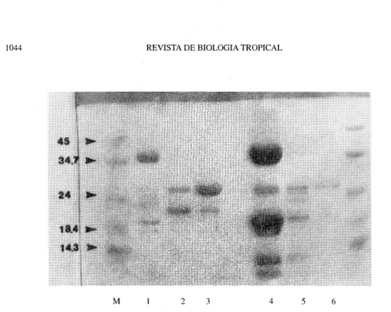 Fig.  3.  SDS-PAGE run under redueing eonditions of the extracts ü'om  E.  steyermarkii and E