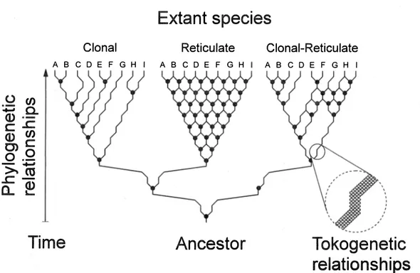 Fig.  2.Hypothetical  phylogenetic  trees  and  tokogenetic  relationships  among  bacteria