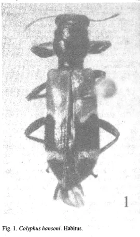 Fig.  1.  Colyphus hansoni.  Habítus. 
