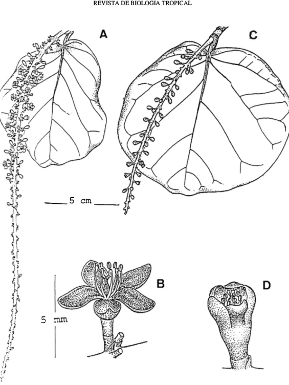 Fig. 1.  Flores  de  C.  uvífera.  A.  In florescencia  masculina.  B. Detalle  de  la  flor  masculina  con  estambres  expuestos