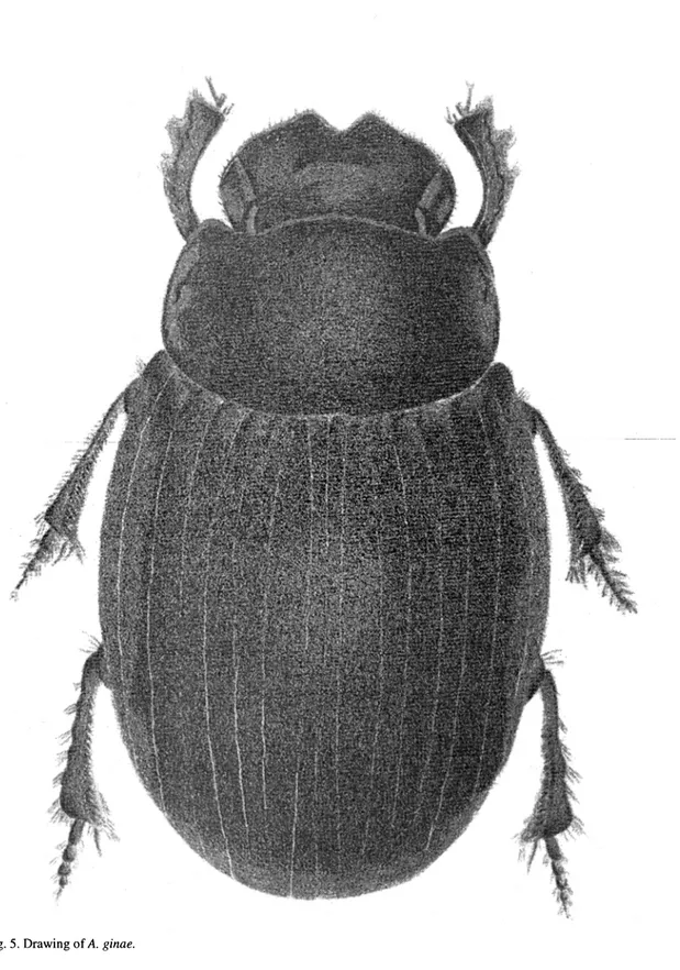 Fig. 5.  Drawing of  A.  ginae. 