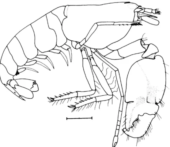 Fig.  3.  Alph�u.r agrDRon new species:  Body in lateral view. (Scale  =  2 mm). 