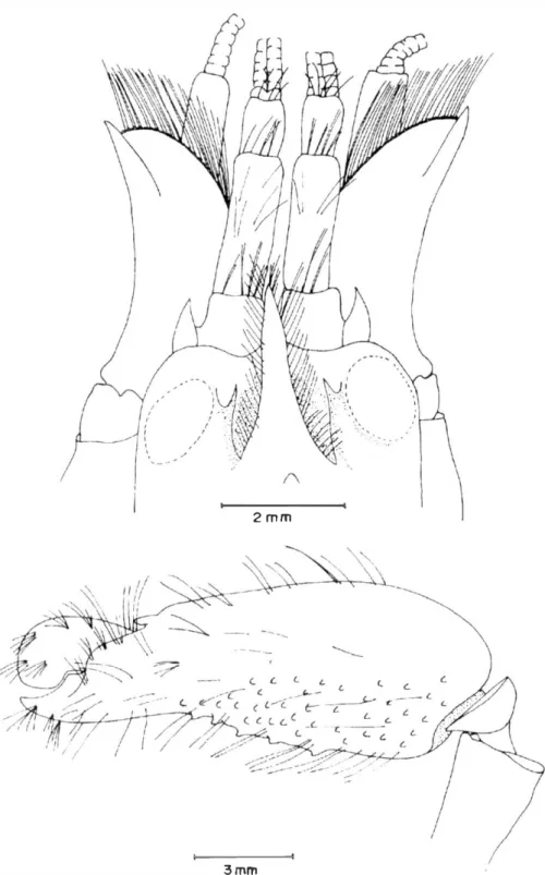 Fig. 3.  AlfJht'IH  arnU/rlls  Rathbun, 1901.  H e mb r a.  costa  NW  d e  Cuba, Prov