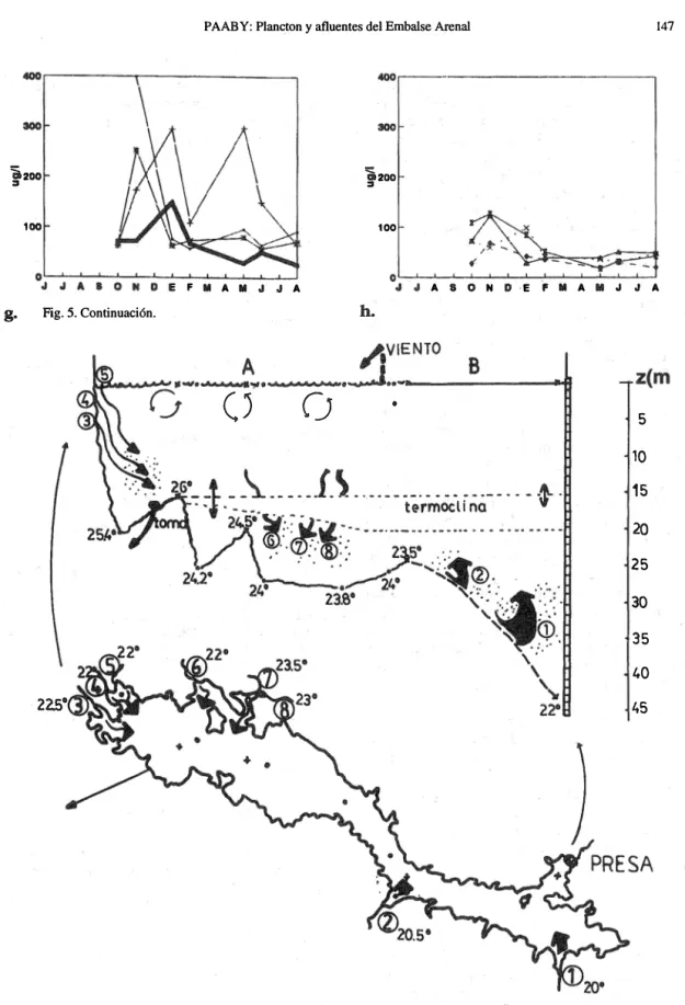 Fig.  6. Moñometrfa y  batimetría del embalse Arenal. La temperatura de las aguas  de los afluentes  1