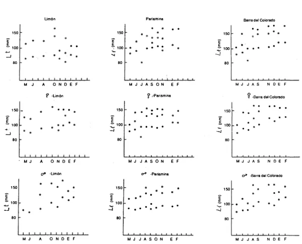 Fig.  3.  Results  of  modal  progression  analysis  by Battacharya's  method  on pooled  samples  of  total  population,  males  and  females of Penaeus  brasiliensis  in the  three  areas  studied