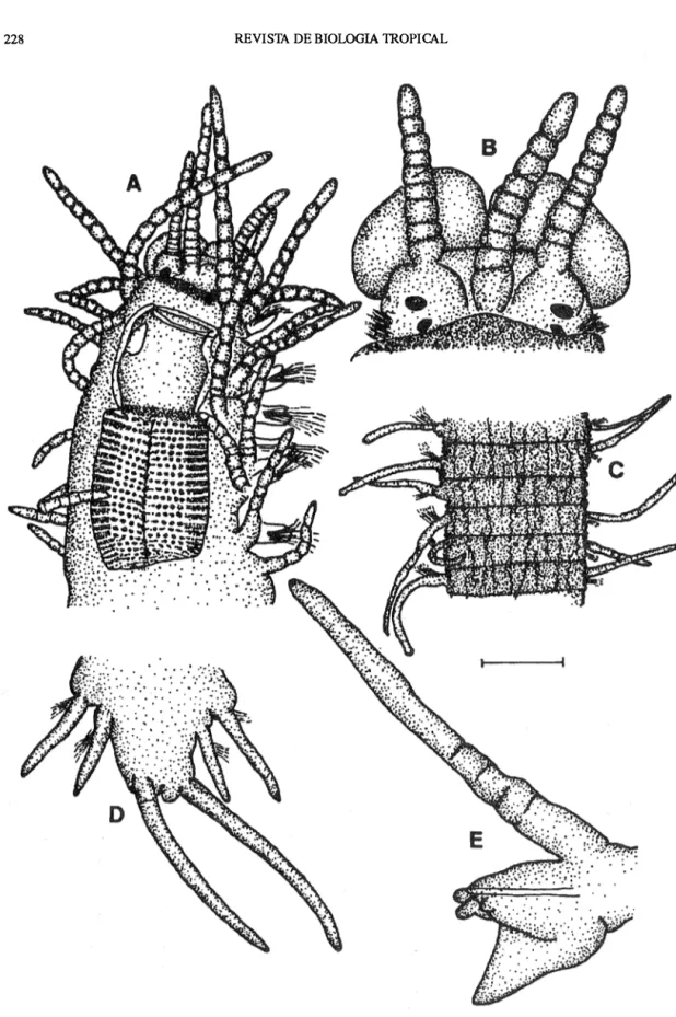 Fig.  1.- Pionosyllis procera  Hartman,  1965.- a, anterior end, dorsal view. b. detail of prostomium