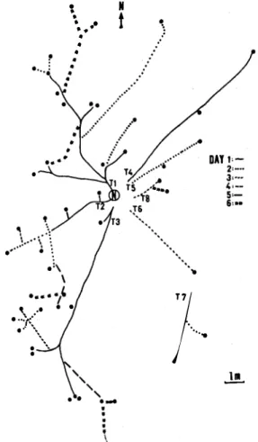 Fig.  1.  Map  of one  aduh  Atta  cephaJotes  nest  (N)  with  the  physica1 trails  (T)  (Jines) and attacked  trees  (circ1es) during  seven  sampling  days