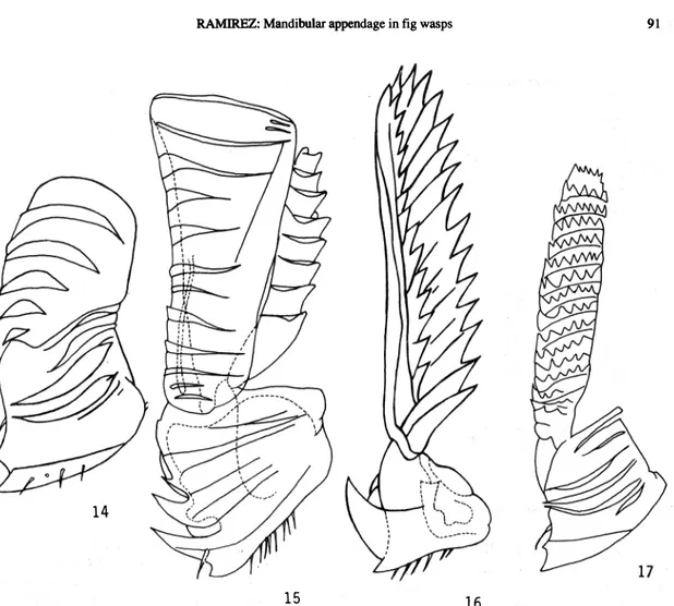 Fig.  14: Mandible  of female  Ceratosolen  sp.  appendage  with  lamellae  (Agaonidae,  Blastopbaginae)