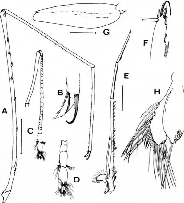 Fig.  3.  Plesionika  carinirostris,  new  species,  male  holotype  from  GUAYTEC  station  7Gb:  A,  right  3rd  pereiopod;  B,  same,  dactyl ,  enlarged;  C,  right  2nd  pereiopod;  D,  same,  chela,  enlarged;  E