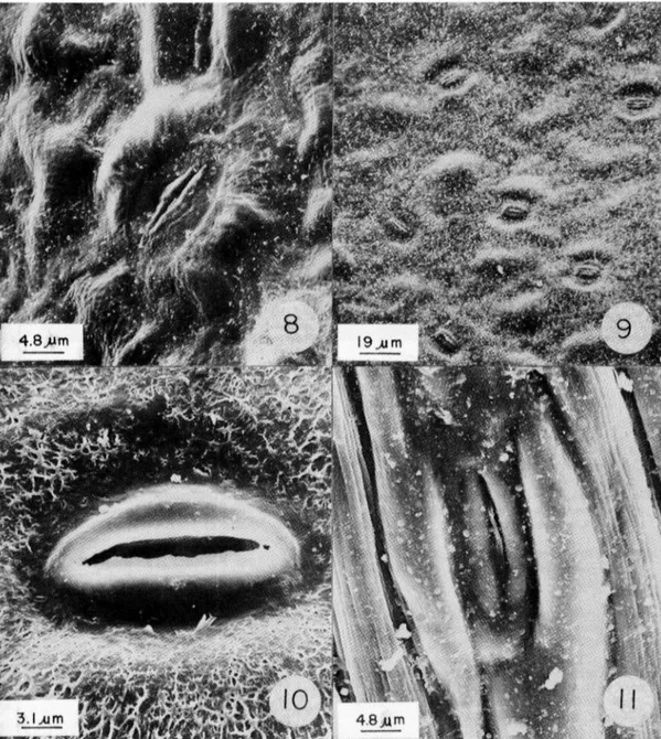 Fig. 8.  Estoma  de  la  estípula. 