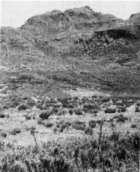 Fig.  5.  The  Conejos  study  site  in  February,  1985.  The  do­