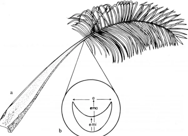 Fig.  l a. Hoja entera de pejibaye  (Bactris  gasipaes)  con el punto'de inserción del primer foliolo, donde se debe medir el an­