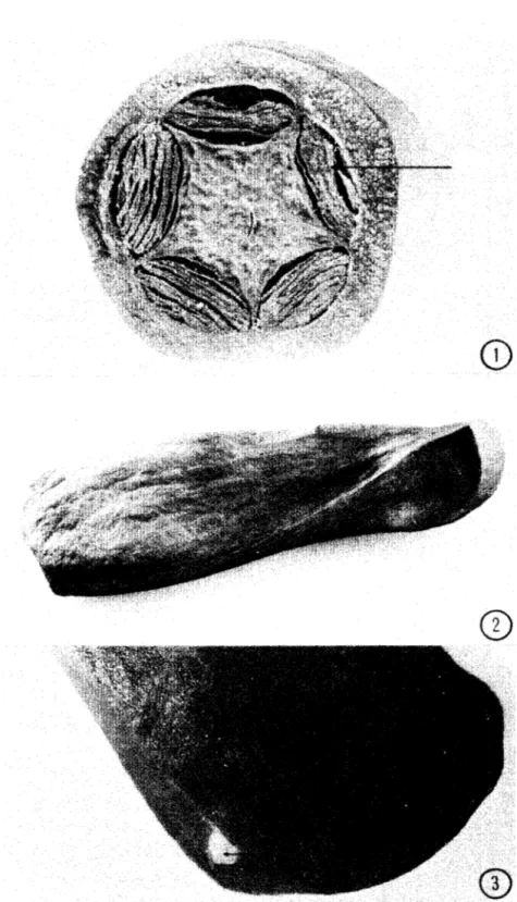 Fig.  l. Corte  transversal del fruto de  Swietenia macrophylla.  Obsérvense Jos  Jóculos  y  la distribución  de  las  semillas