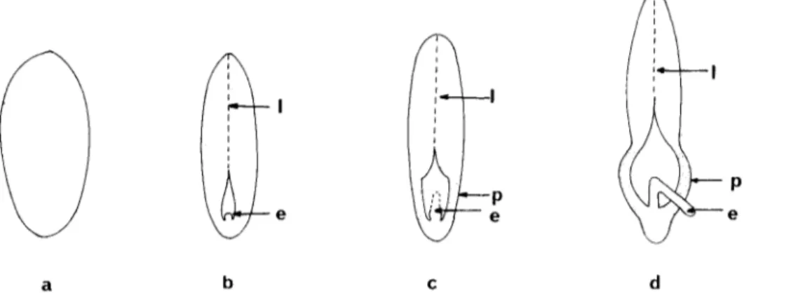 Fig.  4.  Esquema de la fusión  cotiledonar y  del inicio y  extensión de  los peciolos que permite la emergencia del epico- epico-tilo