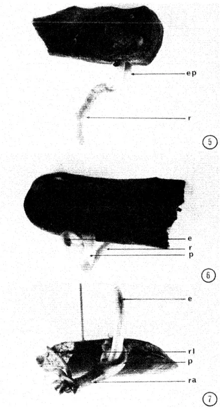 Fig. 5.  Extensión de los  peciolos cotiledonares. r,  radícula; ep, estructura peciolares