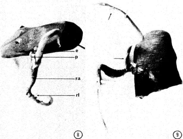 Fig.  8.  Desarrollo  del  epicotilo  y  formación  de  la  peridermis en  los  peciolos cotiledonares