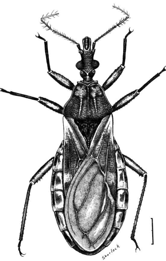 Fig. 1.  Triatorruz ryckmani (d),  Barra 0.2  cm. 