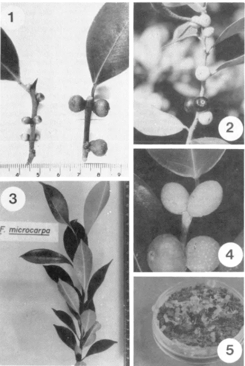 Fig.  1.  Left:  Branch  of  Ficus  microcarpa  without  developing  Walkerella  sp.  Right:  Branch  with  parthenocarpic  ripe syconia  (large fruits) where  Walkerella  sp
