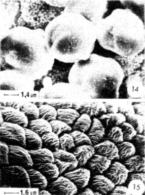 Fig.  14.  Granos de polen de  Bixa. 