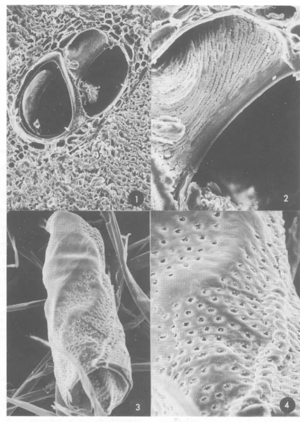 Fig.  3.  Macerado de  S.  excelsum.  Obsérvese las fibras  y  un elemento de los vasos (350X)