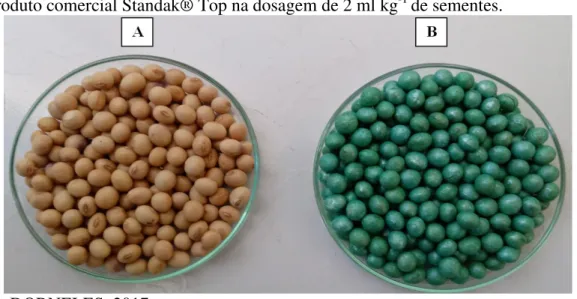 Figura 1- Sementes de soja da cultivar Nidera 5909 RG, sem (A) e com (B) tratamento  com produto comercial Standak® Top na dosagem de 2 ml kg -1  de sementes