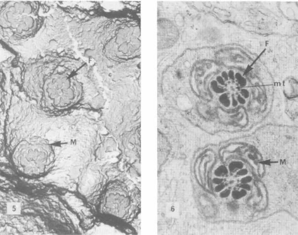 Fig.  6.  Dos  secciones  transversales  a  nivel  de  la  vaina  mitocondrial en  espermatozoides de  Rattu s norvegicus