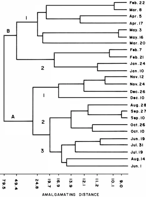 Fig.  4 .  Cluster  analysis  of dates  ( 2 8  cores per  date 0.05 m 2 ) .  Punta Morales  intertidal mud flat,  Gulf o f  Nicoya,  Costa Rica
