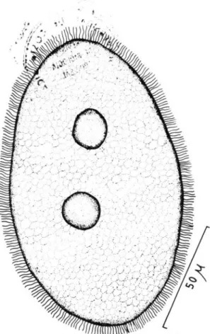 Fig.  3.  Zelleriella  bayonai  n. sp. 
