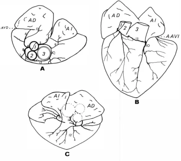 Fig.  1 .   Representación  esquemática  del  corazón  y  nomenclatura  de  las  arterias  coronarias  de  la  tortuga  marina