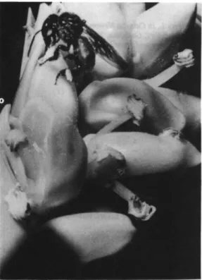 Fig.  4.  Interference  competition  between  two  indivi­