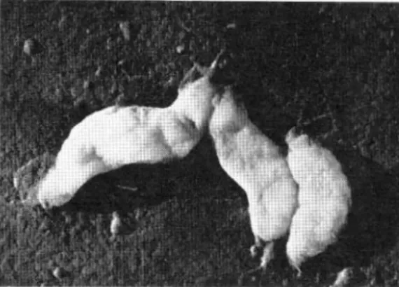 Fig.  1.  Fotografía  al  microscopio electrónico de  barri· 
