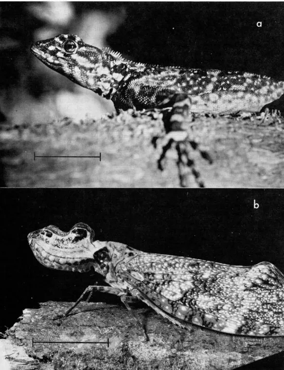 Fig.  1 .  Possible  mimicry  of a  lizard by a homopterous insecto Fig.  la. Plica plica,  Sauria