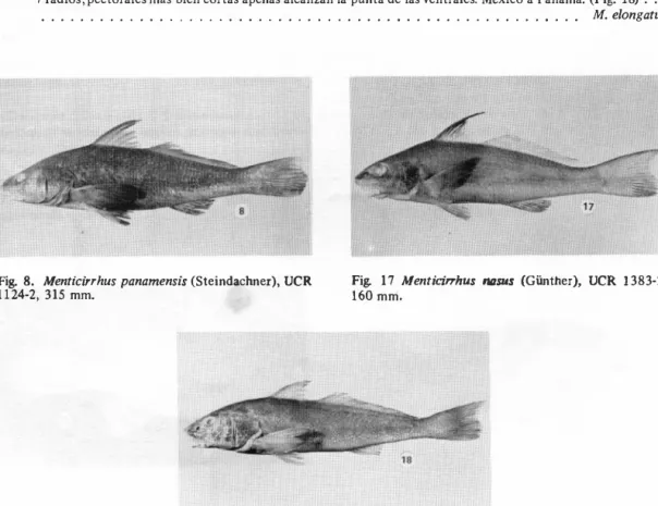 Fig.  8.  Menticirrhus panamensis (Steindachner), VCR 
