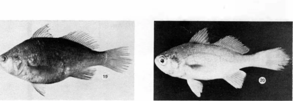 Fig.  20.  Stelli[er  zestocarus  Gilbert,  VCR  1 284-9,  98  mm. 