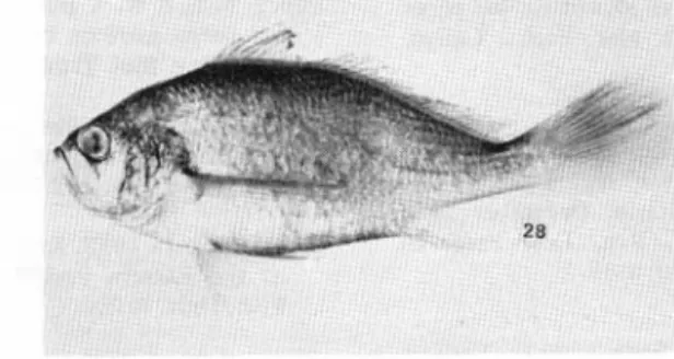 Fig. 28.  Larimus effulgens. 