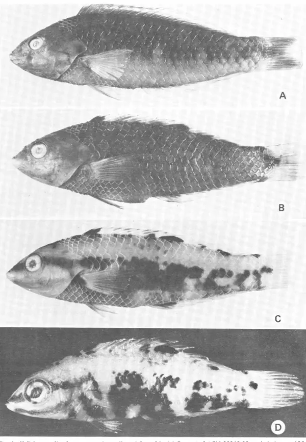 Fig.  1 .  Halichoeres  discolor,  new  species,  collected  from  Isla  del  Coco.  A