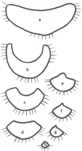 Fig.  l .   Petiole  and  rachis  cross-sections  in  Bactris  gasipaes  H.B.K.:  a.  50  cm  below  the  first  leaflet ;  b