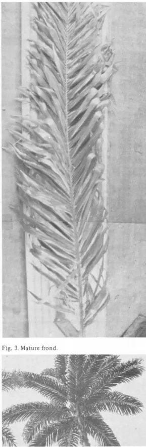 Fig.  2.  Groups  of leaflets  -with far ends cut- showing  the  different angles of insertion  to the  frond rachis