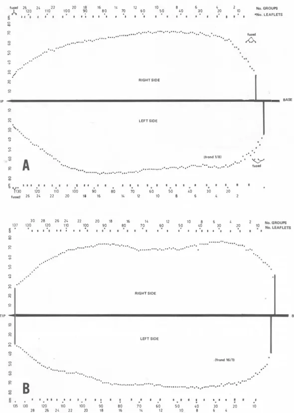 Fig,  5 .   Outlines of older fronds from  two  of the  six different plants studied, showing number, length, distribution and  grouping of leaflets:  A, Frond 4/1 ; B,  Frond B/3