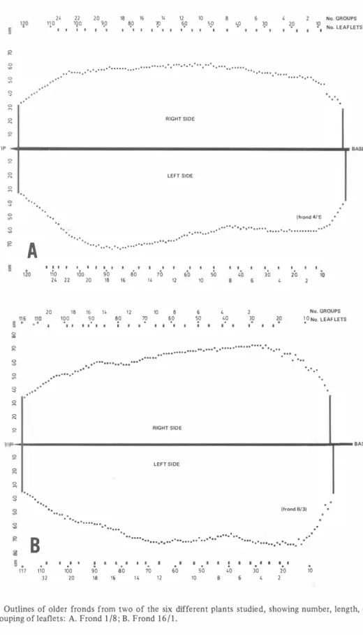 Fig.  6.  Outlines  of older  fronds from  two  of the  six  different plants  studied, showing number,  length,  distribution  and grouping of leaflets: A